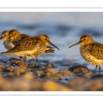 Bécasseau variable (Calidris alpina)