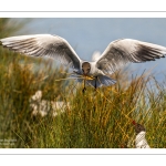 Mouette rieuse (Chroicocephalus ridibundus - Black-headed Gull)
