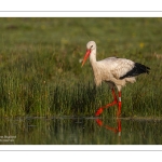 Cigogne blanche (Ciconia ciconia - White Stork)