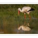 Cigogne blanche (Ciconia ciconia - White Stork)