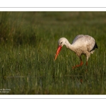 Cigogne blanche (Ciconia ciconia - White Stork)