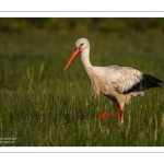 Cigogne blanche (Ciconia ciconia - White Stork)