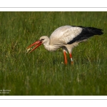 Cigogne blanche (Ciconia ciconia - White Stork)