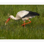 Cigogne blanche (Ciconia ciconia - White Stork)