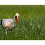 Cigogne blanche (Ciconia ciconia - White Stork)