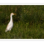 Héron garde-boeufs (Bubulcus ibis - Western Cattle Egret)