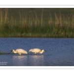 Spatule blanche (Platalea leucorodia - Eurasian Spoonbill)