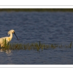 Spatule blanche (Platalea leucorodia - Eurasian Spoonbill)