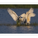 Spatule blanche (Platalea leucorodia - Eurasian Spoonbill)