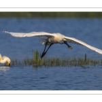 Spatule blanche (Platalea leucorodia - Eurasian Spoonbill)