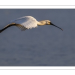 Spatule blanche (Platalea leucorodia - Eurasian Spoonbill)