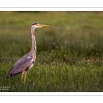 Héron cendré (Ardea cinerea - Grey Heron)