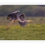 Héron cendré (Ardea cinerea - Grey Heron)