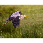 Héron cendré (Ardea cinerea - Grey Heron)