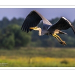 Héron cendré (Ardea cinerea - Grey Heron)