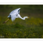 Grande Aigrette (Ardea alba - Great Egret)