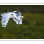 Grande Aigrette (Ardea alba - Great Egret)