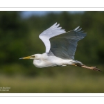 Grande Aigrette (Ardea alba - Great Egret)