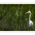 Grande Aigrette (Ardea alba - Great Egret)