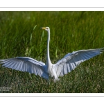 Grande Aigrette (Ardea alba - Great Egret)