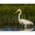 Grande Aigrette (Ardea alba - Great Egret)