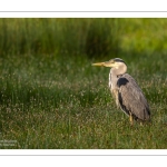 Héron cendré (Ardea cinerea - Grey Heron)