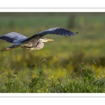 Héron cendré (Ardea cinerea - Grey Heron)