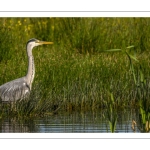 Héron cendré (Ardea cinerea - Grey Heron)