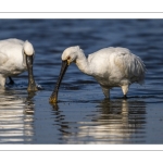 Spatule blanche (Platalea leucorodia - Eurasian Spoonbill)