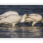 Spatule blanche (Platalea leucorodia - Eurasian Spoonbill)