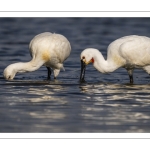 Spatule blanche (Platalea leucorodia - Eurasian Spoonbill)