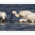 Spatule blanche (Platalea leucorodia - Eurasian Spoonbill)