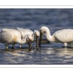 Spatule blanche (Platalea leucorodia - Eurasian Spoonbill)