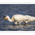 Spatule blanche (Platalea leucorodia - Eurasian Spoonbill)