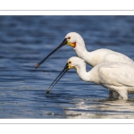 Spatule blanche (Platalea leucorodia - Eurasian Spoonbill)