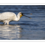 Spatule blanche (Platalea leucorodia - Eurasian Spoonbill)