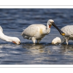 Spatule blanche (Platalea leucorodia - Eurasian Spoonbill)