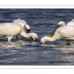 Spatule blanche (Platalea leucorodia - Eurasian Spoonbill)