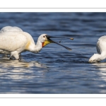 Spatule blanche (Platalea leucorodia - Eurasian Spoonbill)