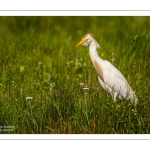 Héron garde-boeufs (Bubulcus ibis - Western Cattle Egret)