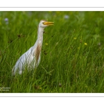 Héron garde-boeufs (Bubulcus ibis - Western Cattle Egret)