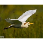 Héron garde-boeufs (Bubulcus ibis - Western Cattle Egret)