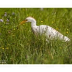 Héron garde-boeufs (Bubulcus ibis - Western Cattle Egret)