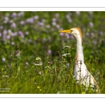 Héron garde-boeufs (Bubulcus ibis - Western Cattle Egret)