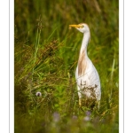 Héron garde-boeufs (Bubulcus ibis - Western Cattle Egret)