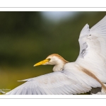 Héron garde-boeufs (Bubulcus ibis - Western Cattle Egret)