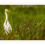 Héron garde-boeufs (Bubulcus ibis - Western Cattle Egret)