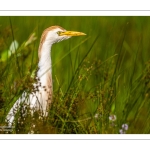 Héron garde-boeufs (Bubulcus ibis - Western Cattle Egret)