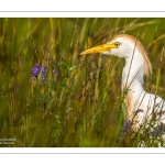 Héron garde-boeufs (Bubulcus ibis - Western Cattle Egret)