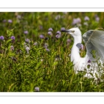 Héron garde-boeufs (Bubulcus ibis - Western Cattle Egret)